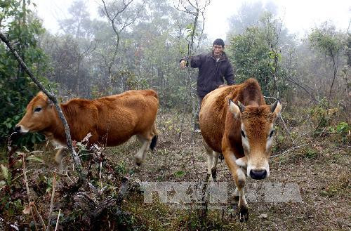 Nông dân bản Khuối Cấp, xã Mẫu Sơ, huyện Lộc Bình, tỉnh Lạng Sơn chủ động đưa đàn bò xuống vùng thấp tránh rét. Ảnh: Khánh Trung – TTXVN Nông dân bản Khuối Cấp, xã Mẫu Sơ, huyện Lộc Bình, tỉnh Lạng Sơn chủ động đưa đàn bò xuống vùng thấp tránh rét. Ảnh: Khánh Trung – TTXVN