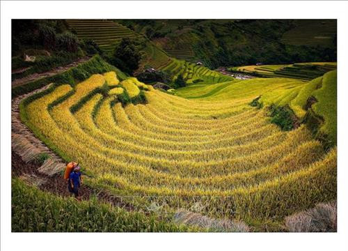 Ruộng bậc thang Mù Cang Chải vào mùa lúa chín. Ảnh: Đỗ Tuấn Anh – TTXVN Ruộng bậc thang Mù Cang Chải vào mùa lúa chín. Ảnh: Đỗ Tuấn Anh – TTXVN