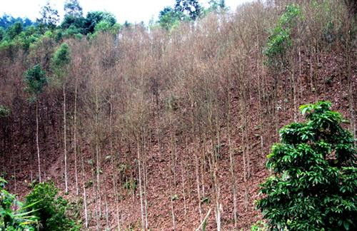 Những cây quế bị sâu bệnh. Ảnh:viecnhanong.com Những cây quế bị sâu bệnh. Ảnh:viecnhanong.com