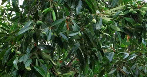 Trái cà na có hình bầu dục, to bằng đầu ngón tay. Trái non có màu xanh, đến lúc chín ngả sang màu vàng lợt, vị chua chát thật hấp dẫn.