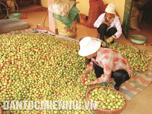 Với giá bán 20.000 đồng/kg, đồng bào thu về khoảng 40 triệu đồng/ha. Trong ảnh: Phân loại quả sơn tra trước khi bán ra thị trường. Với giá bán 20.000 đồng/kg, đồng bào thu về khoảng 40 triệu đồng/ha. Trong ảnh: Phân loại quả sơn tra trước khi bán ra thị trường.