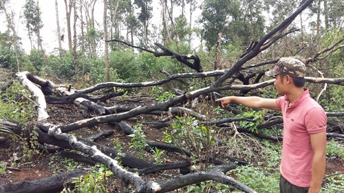 Một cánh rừng xã Quảng Sơn, huyện Đắk Glong, tỉnh Đắk Nông bị triệt hạ để trồng cây công nghiệp. Một cánh rừng xã Quảng Sơn, huyện Đắk Glong, tỉnh Đắk Nông bị triệt hạ để trồng cây công nghiệp.