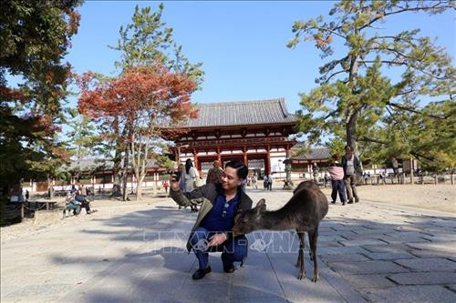 Hình ảnh đàn hươu lang thang dưới các gốc cây, thảm cỏ làm du khách khi đến thăm quan tưởng chừng như lạc vào một khu rừng cổ tích. Thậm chí, hươu còn được người dân Nara xem như một báu vật mà thiên nhiên đã ban tặng cho thành phố này. Ảnh: Huy Hùng – TTXVN Vào mùa thu, lá cây trong công viên Nara chuyển sang màu vàng đỏ rực rỡ, là điểm níu kéo các du khách khắp nơi đến tham quan. Ảnh: Huy Hùng – TTXVN Loài hươu ở đây rất gần gũi với con người bởi chúng đã được người dân địa phương thuần hóa, nên khi đến đây, du khách có thể thoải mái làm quen, vui đùa cùng bầy hươu. Ảnh: Huy Hùng – TTXVN Hươu Nara đã được thuần hóa từ lâu đời nên chúng có thể tiếp cận với con người một cách rất tự nhiên. Ảnh: Huy Hùng – TTXVN Công viên Nara là một trong những điểm du lịch khá nổi tiếng của du lịch Nhật Bản. Ảnh: Huy Hùng – TTXVN Công viên tọa lạc ở nơi thu hút du khách nhất thành phố Nara với những địa điểm nổi tiếng như chùa Todaiji, đền Kasuga Taisha, chùa Kofukuji và bảo tàng quốc tế Nara. Hươu Nara đã được thuần hóa từ lâu đời nên chúng có thể tiếp cận với con người một cách rất tự nhiên. Ảnh: Huy Hùng – TTXVN Chùa Todai-ji trong quần thể công viên Nara được coi là một di sản văn hóa thế giới, được xây dựng vào năm 728. Ngôi chùa được đánh giá là công trình kiến trúc gỗ lớn nhất thế giới. Ảnh: Huy Hùng – TTXVN