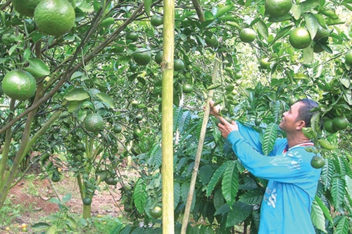 Vườn cam quýt 7 ha của anh Hùng cho lãi 3 tỷ đồng/năm
