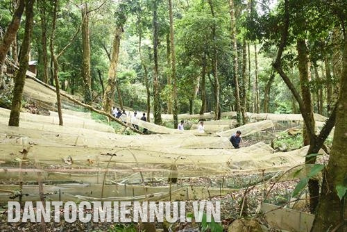 Để xây dựng thương hiệu sản phẩm đặc trưng của vùng, huyện Tu Mơ Rông đã quy hoạch phát triển sâm Ngọc Linh với tổng diện tích 6.000 ha, sâm dây 1.500 ha, cây ngũ vị tử 200 ha… Ảnh: Văn Phương