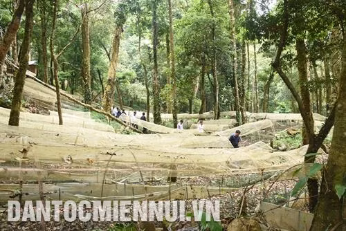 Để xây dựng thương hiệu sản phẩm đặc trưng của vùng, huyện Tu Mơ Rông đã quy hoạch phát triển sâm Ngọc Linh với tổng diện tích 6.000 ha, sâm dây 1.500 ha, cây ngũ vị tử 200 ha… Ảnh: Văn Phương