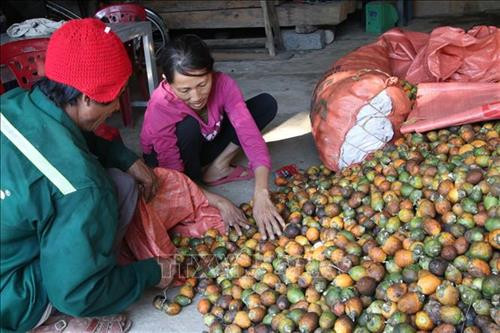 Người dân phải gom cau chín để ươm giống. Ảnh: Đinh Hương - TTXVN Người dân phải gom cau chín để ươm giống. Ảnh: Đinh Hương - TTXVN