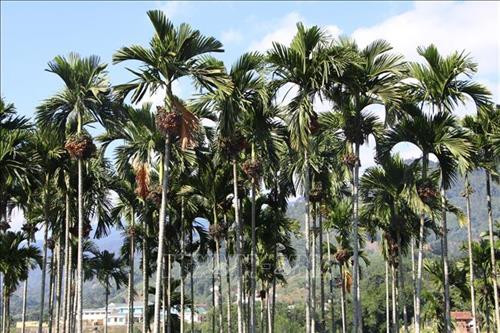Vườn cau chín đỏ vì không có người thu mua. Ảnh: Đinh Hương - TTXVN Vườn cau chín đỏ vì không có người thu mua. Ảnh: Đinh Hương - TTXVN