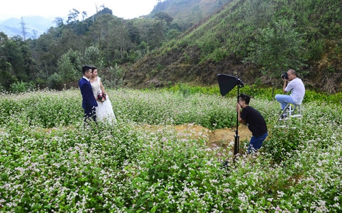 Các cặp đôi cũng không bỏ lỡ cơ hội chụp ảnh cưới với loài hoa này. Các cặp đôi cũng không bỏ lỡ cơ hội chụp ảnh cưới với loài hoa này.