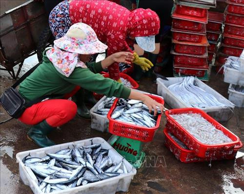 Thương lái thu mua các loại thủy sản cho ngư dân Quảng Trị. Ảnh: Nguyên Lý-TTXVN Thương lái thu mua các loại thủy sản cho ngư dân Quảng Trị. Ảnh: Nguyên Lý-TTXVN