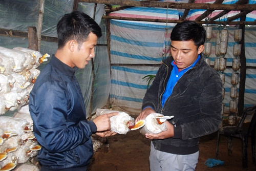 Anh Nguyễn Mạnh Tuấn chia sẻ kinh nghiệm trồng nấm với một số thanh niên trong xã. Anh Nguyễn Mạnh Tuấn chia sẻ kinh nghiệm trồng nấm với một số thanh niên trong xã.