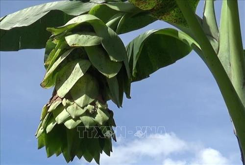 Hoa chuối Cô đơn. Ảnh: Nguyễn Thành – TTXVN