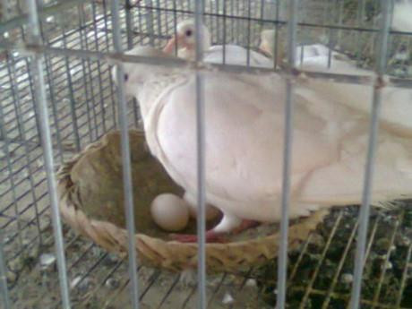 Để Chim bồ câu Pháp sinh sản nhiều cần nắm vững các bước kỹ thuật nuôi khoa học. Ảnh minh họa Để Chim bồ câu Pháp sinh sản nhiều cần nắm vững các bước kỹ thuật nuôi khoa học. Ảnh minh họa