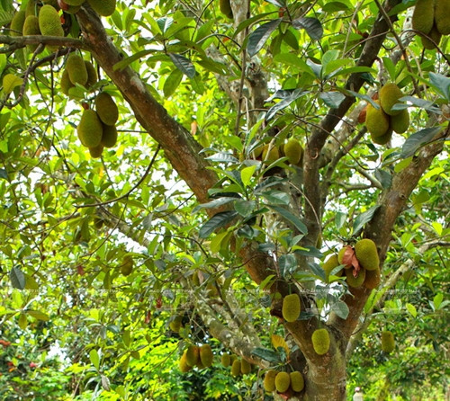 Từ trái mít non, người dân quê xứ Quảng ở miền Trung đã chế biến thành nhiều món ăn dân dã, trong đó có món "gỏi mít non".