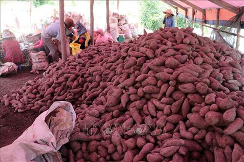 Nông dân xã Mỹ Thái phân loại khoai chờ thương lái đến mua. Ảnh: Lê Sen – TTXVN