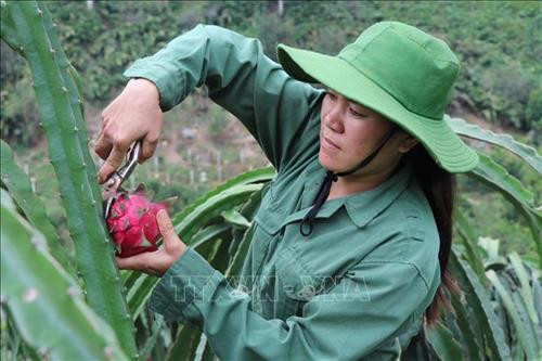 Chị Lò Thị Dưng thu hoạch thanh long ruột đỏ. Ảnh: Diệp Anh – TTXVN Chị Lò Thị Dưng thu hoạch thanh long ruột đỏ. Ảnh: Diệp Anh – TTXVN