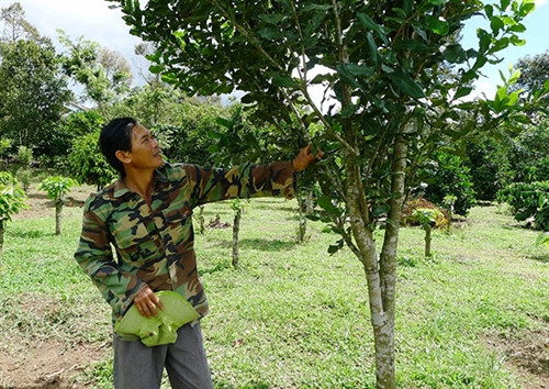 Một vườn mắc ca ở Lộc Thành đang sinh trưởng và phát triển tốt.