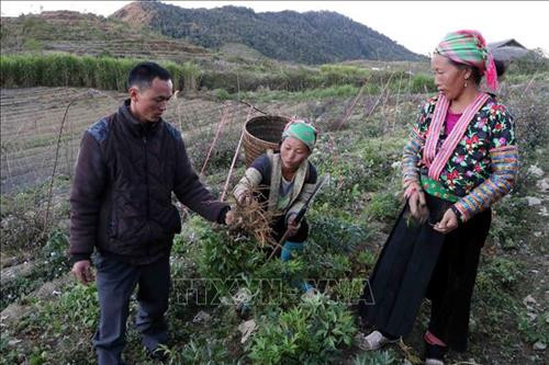 Gia đình anh Mùa A Dì ở bản Sà Dề Phìn, xã Sà Dề Phìn, huyện Sìn Hồ đang thu hoạch cây đương quy. Ảnh: Công Tuyên-TTXVN Gia đình anh Mùa A Dì ở bản Sà Dề Phìn, xã Sà Dề Phìn, huyện Sìn Hồ đang thu hoạch cây đương quy. Ảnh: Công Tuyên-TTXVN