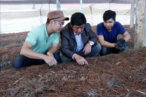 Lãnh đạo huyện Sìn Hồ đang hướng dẫn người dân kỹ thuật trồng cây dược liệu. Ảnh: Công Tuyên-TTXVN Lãnh đạo huyện Sìn Hồ đang hướng dẫn người dân kỹ thuật trồng cây dược liệu. Ảnh: Công Tuyên-TTXVN