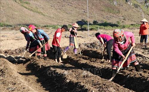 Bà con nhân dân bản Ma Sao Phìn, xã Sà Dề Phìn, huyện Sìn Hồ đang tập trung làm đất để trồng dược liệu. Ảnh: Công Tuyên-TTXVN Bà con nhân dân bản Ma Sao Phìn, xã Sà Dề Phìn, huyện Sìn Hồ đang tập trung làm đất để trồng dược liệu. Ảnh: Công Tuyên-TTXVN