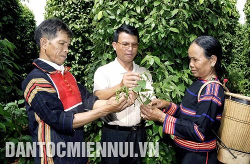 Cán bộ nông nghiệp huyện Chư Sê hướng dẫn đồng bào dân tộc ở xã Ia Tiêm phương pháp chăm sóc hồ tiêu sạch. Ảnh: Hồng Điệp