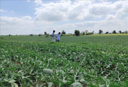 Dưa hấu còn khoảng 10 ngày nữa được thu hoạch song chưa có thương lái hỏi mua. Ảnh: Dư Toán - TTXVN Dưa hấu còn khoảng 10 ngày nữa được thu hoạch song chưa có thương lái hỏi mua. Ảnh: Dư Toán - TTXVN