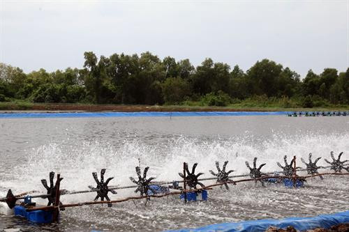 Nông dân ven biển xã Bình Giang và Bình Sơn, huyện Hòn Đất (Kiên Giang) đang mạnh dạn đầu tư nuôi tôm thẻ chân trắng theo mô hình công nghiệp, mang lại hiệu quả kinh tế cao. Ảnh: Lê Sen - TTXVN Nông dân ven biển xã Bình Giang và Bình Sơn, huyện Hòn Đất (Kiên Giang) đang mạnh dạn đầu tư nuôi tôm thẻ chân trắng theo mô hình công nghiệp, mang lại hiệu quả kinh tế cao. Ảnh: Lê Sen - TTXVN