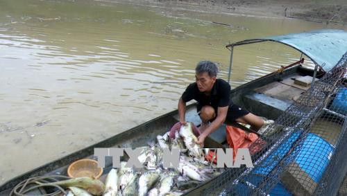 Cá của các hộ nuôi cá lồng ở Đà Vị (Na Hang, Tuyên Quang) bị chết trắng sau mưa. Ảnh: Văn Tý-TTXVN Cá của các hộ nuôi cá lồng ở Đà Vị (Na Hang, Tuyên Quang) bị chết trắng sau mưa. Ảnh: Văn Tý-TTXVN