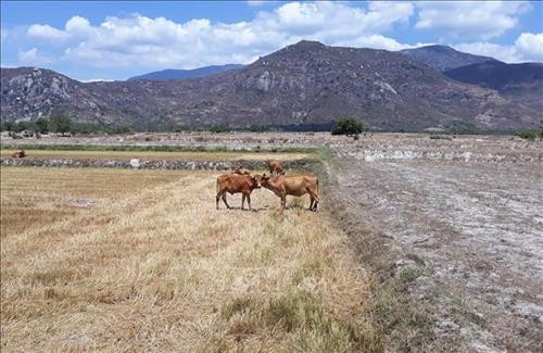 Khô hạn kéo dài khiến nhiều diện tích đất nông nghiệp ở huyện Thuận Bắc, Ninh Thuận phải dừng sản xuất vì thiếu nước. Ảnh: Nguyễn Thành – TTXVN