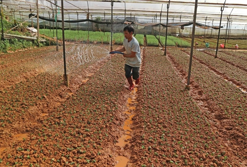 Người dân Đà Lạt chăm sóc vườn hoa phục vụ thị trường Tết Nguyên đán Người dân Đà Lạt chăm sóc vườn hoa phục vụ thị trường Tết Nguyên đán