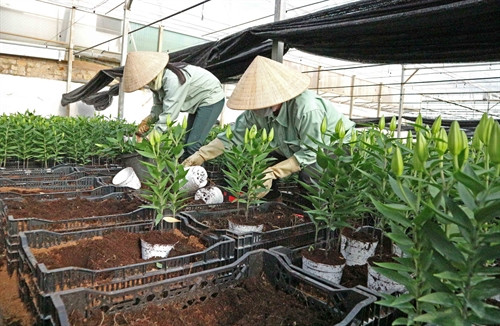 Chăm sóc hoa lyly tại Công ty Đà Lạt Hasfarm, thành phố Đà Lạt Chăm sóc hoa lyly tại Công ty Đà Lạt Hasfarm, thành phố Đà Lạt