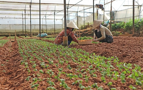 Thời tiết khá thuận lợi cho việc chăm sóc hoa nở đúng dịp Tết Thời tiết khá thuận lợi cho việc chăm sóc hoa nở đúng dịp Tết