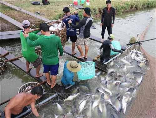Thu hoạch cá tra ở vùng nuôi cá tra thương phẩm của Công ty Cổ phần Xuất Nhập Khẩu Thủy Sản An Mỹ. Ảnh: Công Mạo-TTXVN Thu hoạch cá tra ở vùng nuôi cá tra thương phẩm của Công ty Cổ phần Xuất Nhập Khẩu Thủy Sản An Mỹ. Ảnh: Công Mạo-TTXVN