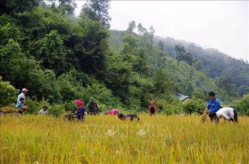 Bộ đội Biên phòng Lai Châu giúp bà con dân tộc La Hủ, xã Pa Ủ, huyện Mường Tè (Lai Châu) thu hoạch lúa cùng dân. Ảnh: Công Tuyên-TTXVN