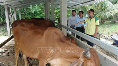 Ông Huỳnh Văn Đẹt giới thiệu về mô hình nuôi bò của gia đình. Ảnh: Huỳnh Phúc Hậu - TTXVN Ông Huỳnh Văn Đẹt giới thiệu về mô hình nuôi bò của gia đình. Ảnh: Huỳnh Phúc Hậu - TTXVN