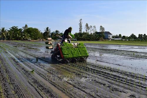 Nông dân xã Mỹ Đông, huyện Tháp Mười, tỉnh Đồng Tháp xuống giống Đài Thơm 8 trong vụ lúa Đông Xuân 2018 - 2019. Ảnh: Chương Đài - TTXVN