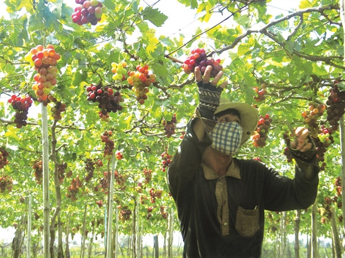 Mỗi cây nho cắm một cọc, chọn ngọn khỏe nhất buộc vào cọc để nho leo lên giàn