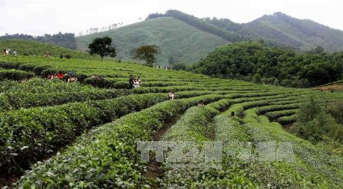 Ảnh minh họa- TTXVN Ảnh minh họa- TTXVN