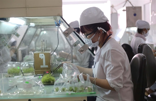 Cấy mẫu cây vào các túi chứa dinh dưỡng để nuôi trong môi trường vô trùng tại Công ty Rừng Hoa Đà Lạt.