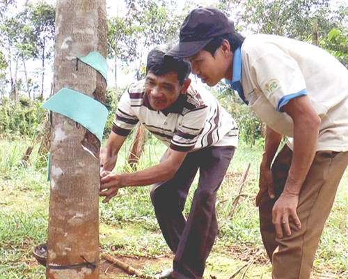 Người dân xã Đạo Nghĩa học hỏi kinh nghiệm về kỹ thuật cạo mủ cao su. Ảnh: P.V Người dân xã Đạo Nghĩa học hỏi kinh nghiệm về kỹ thuật cạo mủ cao su. Ảnh: P.V