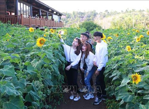 Các bạn trẻ tìm đến đồi hoa hướng dương trong Khu du lịch cộng đồng Ko Tam để chụp ảnh lưu niệm. Ảnh: Phạm Cường-TTXVN Các bạn trẻ tìm đến đồi hoa hướng dương trong Khu du lịch cộng đồng Ko Tam để chụp ảnh lưu niệm. Ảnh: Phạm Cường-TTXVN