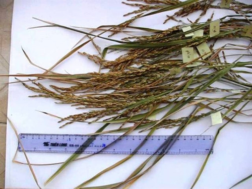 Lúa Nàng Nhen thơm Bảy Núi ảnh 2