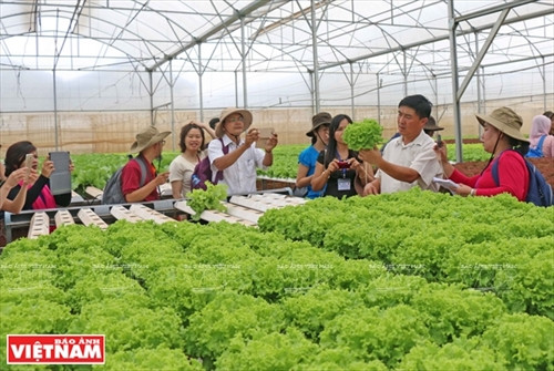 Chuyên gia và nông dân các nước ASEAN thăm quan, học hỏi mô hình trồng rau thủy canh tại nông trại Phong Thúy (huyện Đức Trọng , Lâm Đồng)