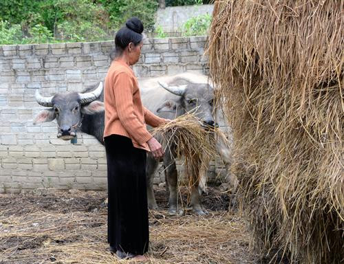 Bà Cà Thị Lún, xã Thanh Chăn, huyện Điện Biên chăm sóc đàn trâu. Ảnh: Xuân Tiến - TTXVN Bà Cà Thị Lún, xã Thanh Chăn, huyện Điện Biên chăm sóc đàn trâu. Ảnh: Xuân Tiến - TTXVN