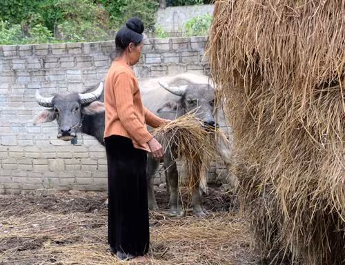 Bà Cà Thị Lún, xã Thanh Chăn, huyện Điện Biên chăm sóc đàn trâu. Ảnh: Xuân Tiến - TTXVN
