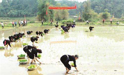 Các thiếu nữ Tày mỗi người nhận một số mạ như nhau cùng xuống ruộng thi cấy Các thiếu nữ Tày mỗi người nhận một số mạ như nhau cùng xuống ruộng thi cấy