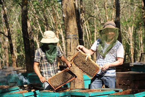 Năm nay, mật ong mất mùa, mỗi thùng chỉ được 4 - 6 cầu.