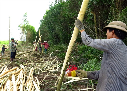 Khai thác gỗ rừng trồng ở xã Sơn Long, huyện Sơn Hòa Khai thác gỗ rừng trồng ở xã Sơn Long, huyện Sơn Hòa