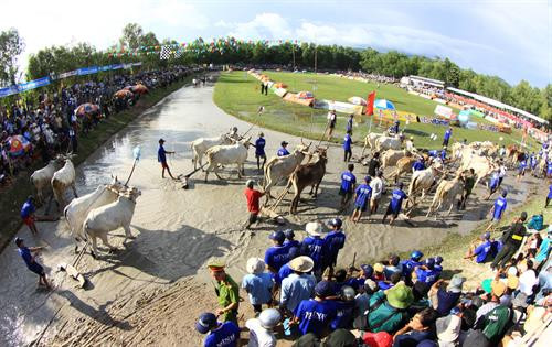 Trước cuộc thi, bò được tập trung ở bãi đất trống chờ xuất phát. Mỗi lượt đua có 2 đôi bò tham gia và thực hiện 2 vòng. Nếu đôi bò nào chạy ra ngoài coi là thua cuộc. Mỗi lượt đua có 2 đôi bò tham gia và thực hiện 2 vòng Vòng 1 gọi là vòng hô, với những cú nuớc rút ngoạn mục. Vòng đua thứ 2 là vòng thả, là vòng đua cực kỳ hấp dẫn, đặc biệt là 100 m cuối. Vòng đua thứ 2 là vòng thả, là vòng đua cực kỳ hấp dẫn, đặc biệt là 100 m cuối. Vòng đua thứ 2 là vòng thả, là vòng đua cực kỳ hấp dẫn, đặc biệt là 100 m cuối. Kết thúc cuộc đua, ban tổ chức trao phần thưởng cho đôi bò đoạt chức vô địch và cả phần thưởng cho người “Tài xế xuất sắc nhất giải”. Vòng đua thứ 2 là vòng thả, là vòng đua cực kỳ hấp dẫn, đặc biệt là 100 m cuối. Trước cuộc thi, bò được tập trung ở bãi đất trống chờ xuất phát. Mỗi lượt đua có 2 đôi bò tham gia và thực hiện 2 vòng. Nếu đôi bò nào chạy ra ngoài coi là thua cuộc. Mỗi lượt đua có 2 đôi bò tham gia và thực hiện 2 vòng Vòng 1 gọi là vòng hô, với những cú nuớc rút ngoạn mục. Vòng đua thứ 2 là vòng thả, là vòng đua cực kỳ hấp dẫn, đặc biệt là 100 m cuối. Vòng đua thứ 2 là vòng thả, là vòng đua cực kỳ hấp dẫn, đặc biệt là 100 m cuối. Vòng đua thứ 2 là vòng thả, là vòng đua cực kỳ hấp dẫn, đặc biệt là 100 m cuối. Kết thúc cuộc đua, ban tổ chức trao phần thưởng cho đôi bò đoạt chức vô địch và cả phần thưởng cho người “Tài xế xuất sắc nhất giải”. Vòng đua thứ 2 là vòng thả, là vòng đua cực kỳ hấp dẫn, đặc biệt là 100 m cuối.
