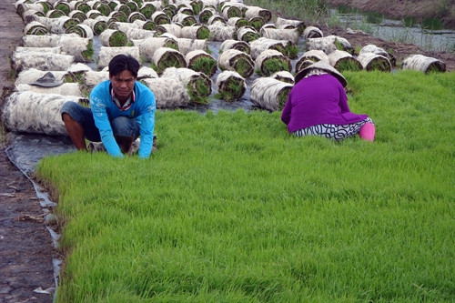 Mạ thảm trước khi chuyển ra đồng